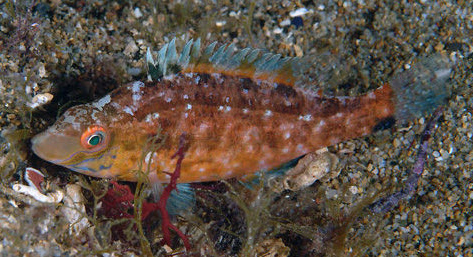 Symphodus cinereus_00002